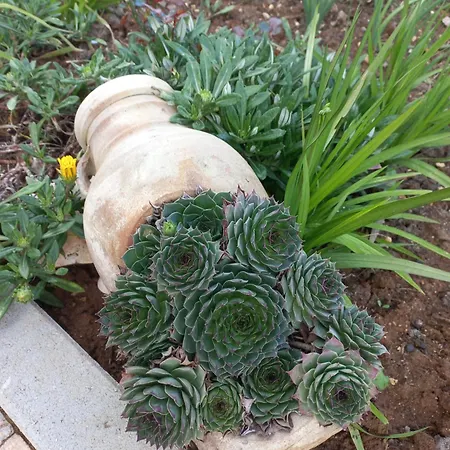 Lastva 1&2 * 圣菲利普雅科夫