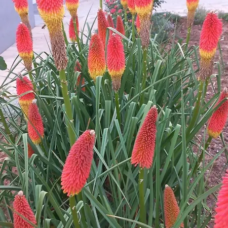 公寓 Lastva 1&2 圣菲利普雅科夫