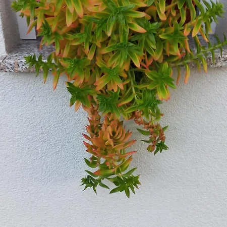 Lastva 1&2 公寓 圣菲利普雅科夫