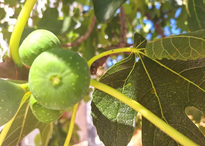 아파트 Lastva 1&2