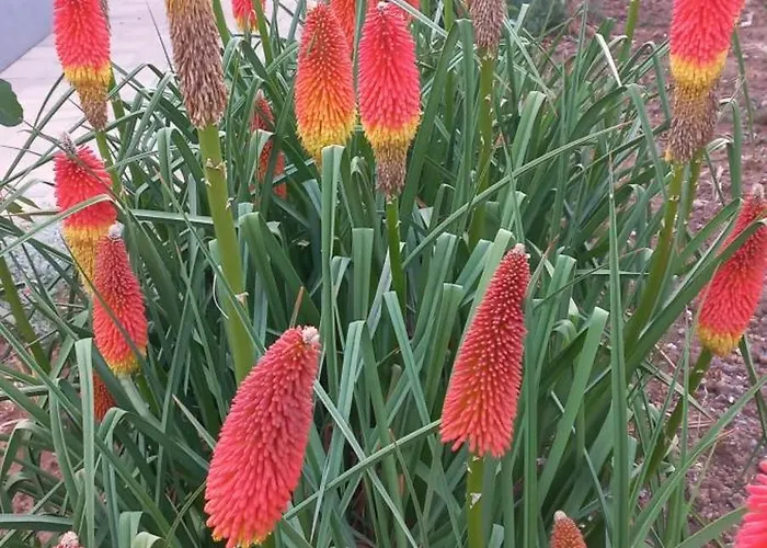 아파트 Lastva 1&2 스베티필립아이자코브